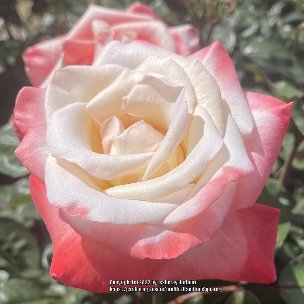 Photo of Rose (Rosa 'Gemini') uploaded by HamiltonSquare