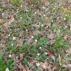 Location: my garden in Dawsonville, GA (zone 7b north Geogia mountains)
Date: 2022-04-11
native groundcover growing as a mat on a dry woodland edge