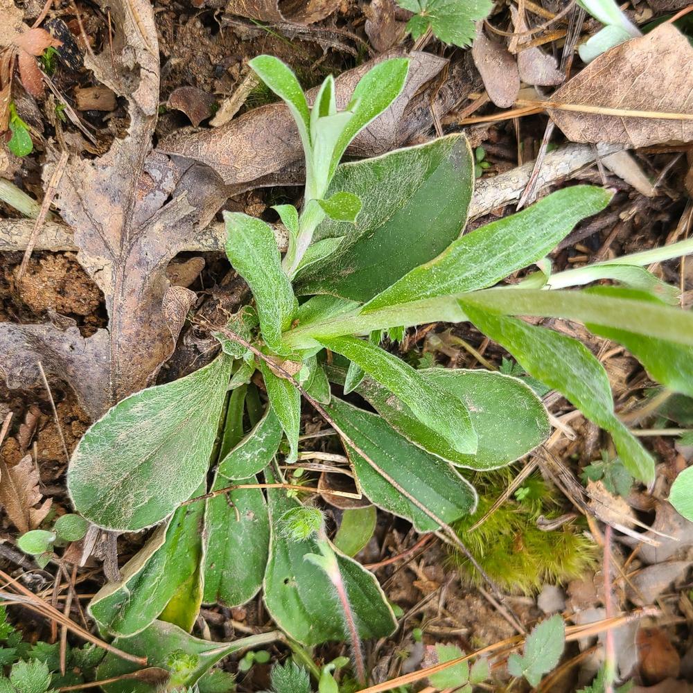 Photo of Plantain-Leaf Pussytoes (Antennaria plantaginifolia) uploaded by LoriMT