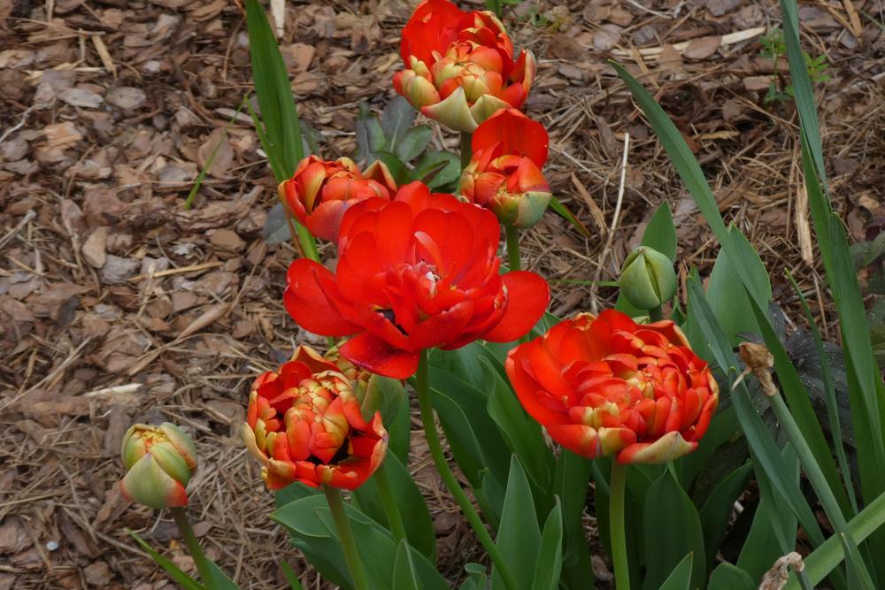 Photo of Double Late Tulip (Tulipa 'Miranda') uploaded by LoriMT