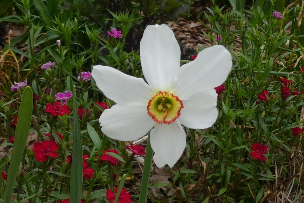 Photo of Species Daffodil (Narcissus poeticus subsp. poeticus) uploaded by LoriMT