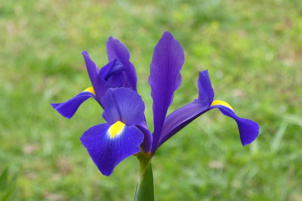 Photo of Dutch Iris (Iris x hollandica) uploaded by LoriMT