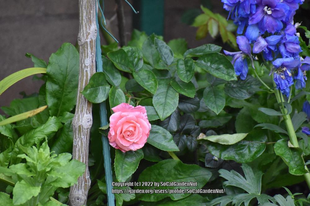 Photo of Rose (Rosa 'Paul Shirville') uploaded by SoCalGardenNut