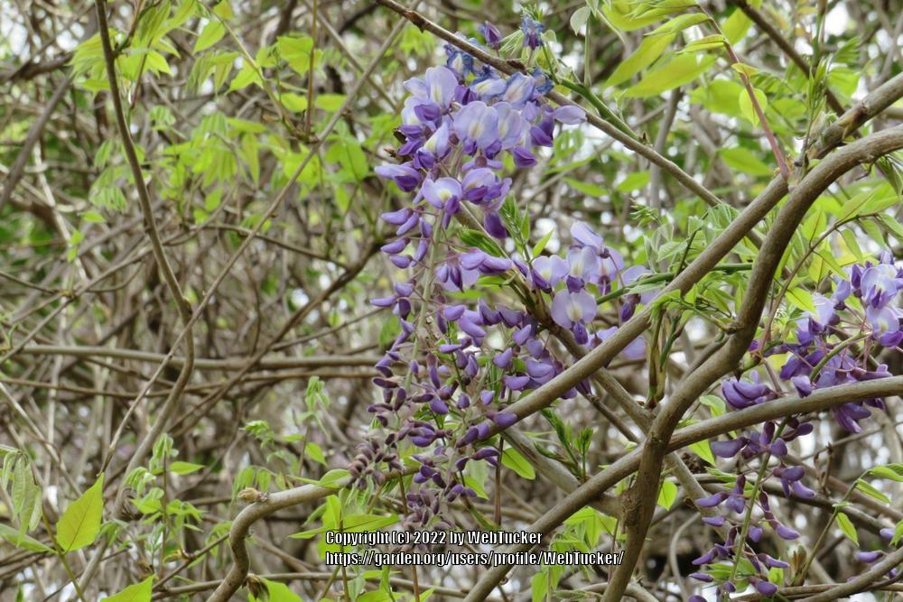 Photo of Chinese Wisteria (Wisteria sinensis) uploaded by WebTucker
