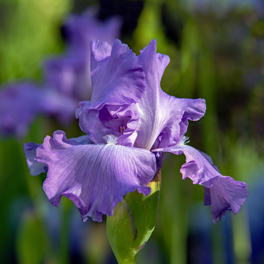 Photo of Tall Bearded Iris (Iris 'Mary Frances') uploaded by dirtdorphins