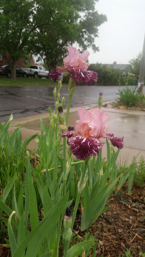Photo of Tall Bearded Iris (Iris 'Drunk Skunk') uploaded by ldenton9