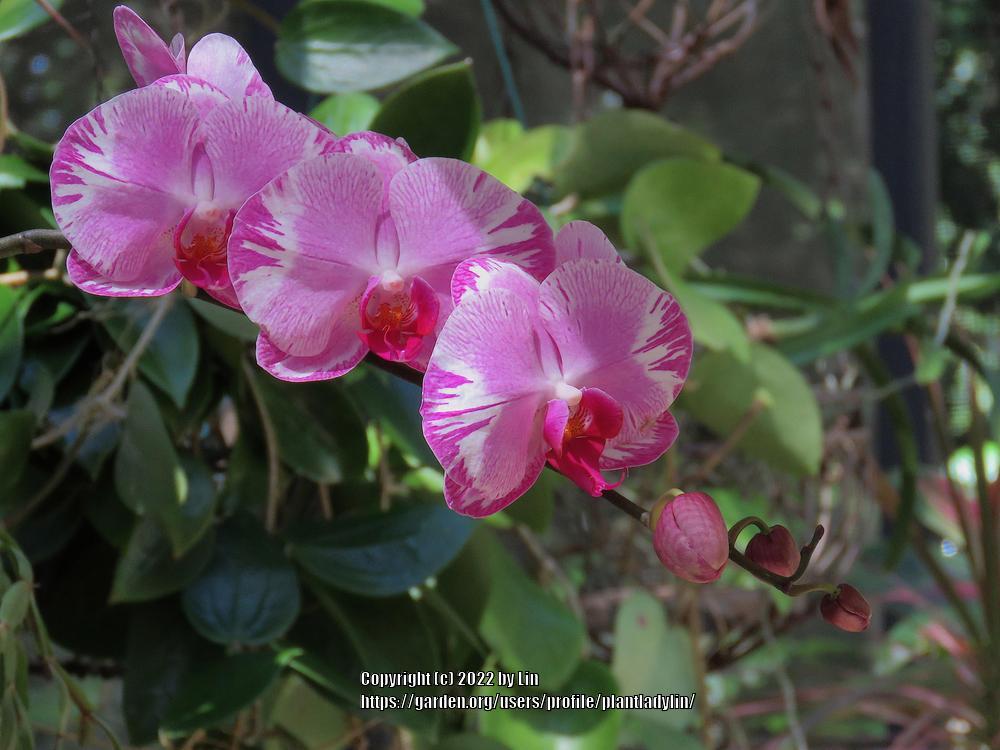 Photo of Moth Orchid (Phalaenopsis) uploaded by plantladylin