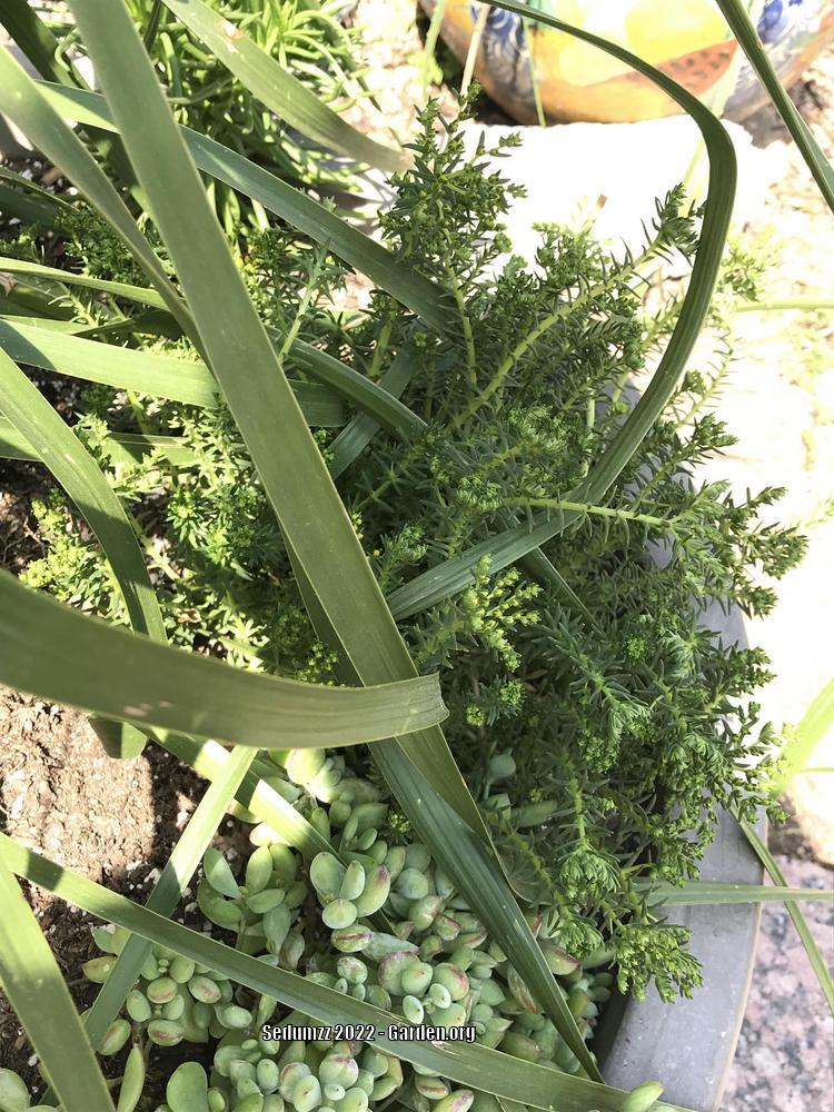 Photo of Sedum (Petrosedum rupestre subsp. rupestre) uploaded by sedumzz