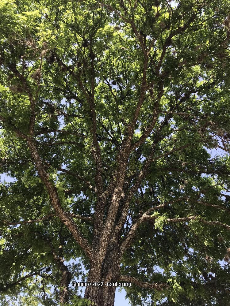 Photo of Texas Cedar Elm (Ulmus crassifolia) uploaded by sedumzz