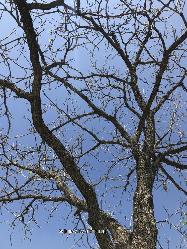 Photo of Bur Oak (Quercus macrocarpa) uploaded by sedumzz