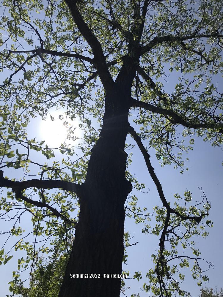 Photo of Eastern Cottonwood (Populus deltoides) uploaded by sedumzz