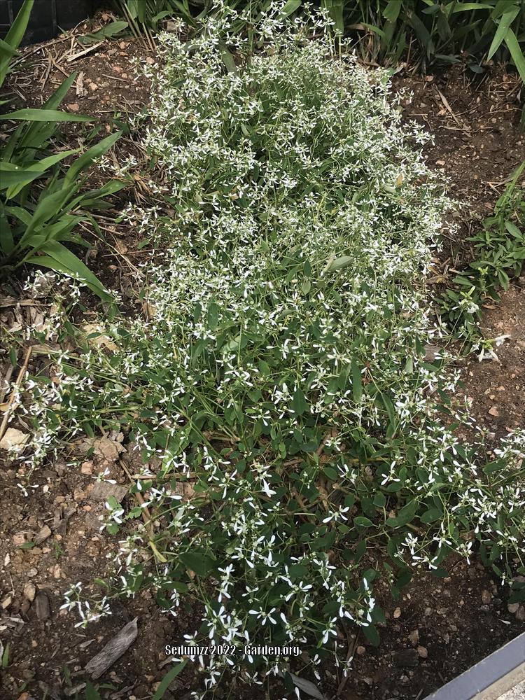 Photo of Euphorbia (Euphorbia hypericifolia Diamond Frost®) uploaded by sedumzz