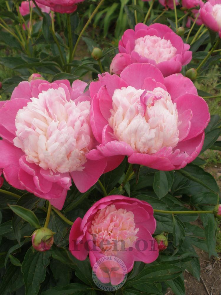 Photo of Peony (Paeonia lactiflora 'Gay Paree') uploaded by Frillylily