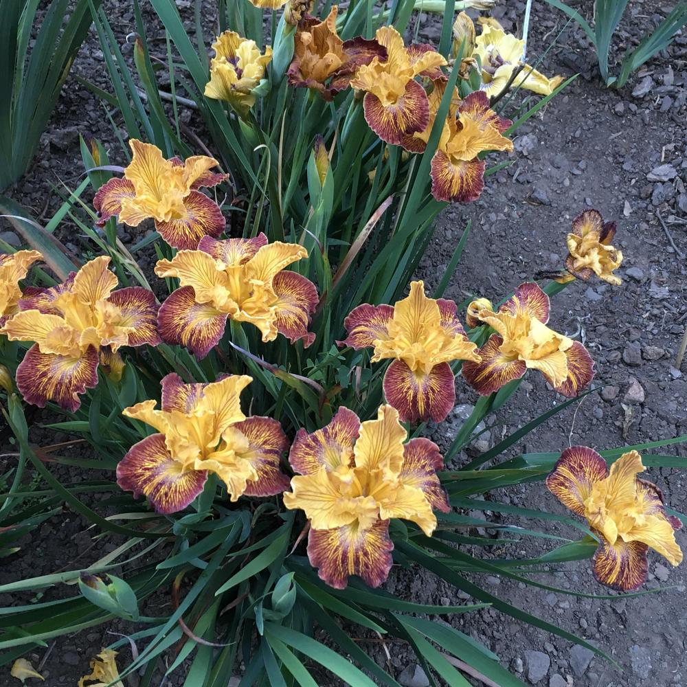 Photo of Pacific Coast Iris (Iris 'Lines That Rhyme') uploaded by Iraygus