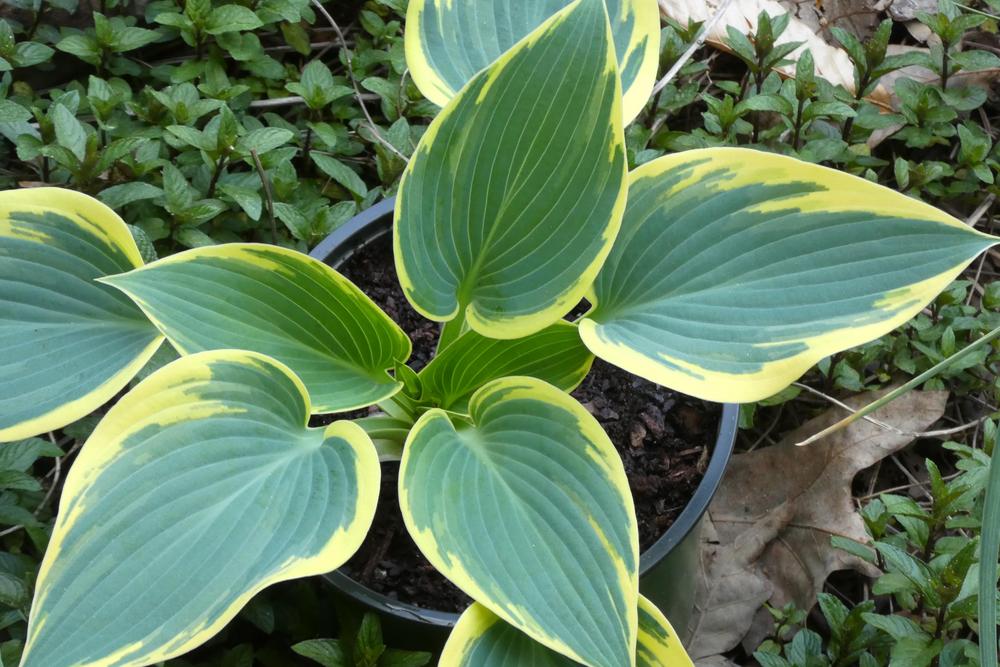 Photo of Hosta 'First Frost' uploaded by LoriMT