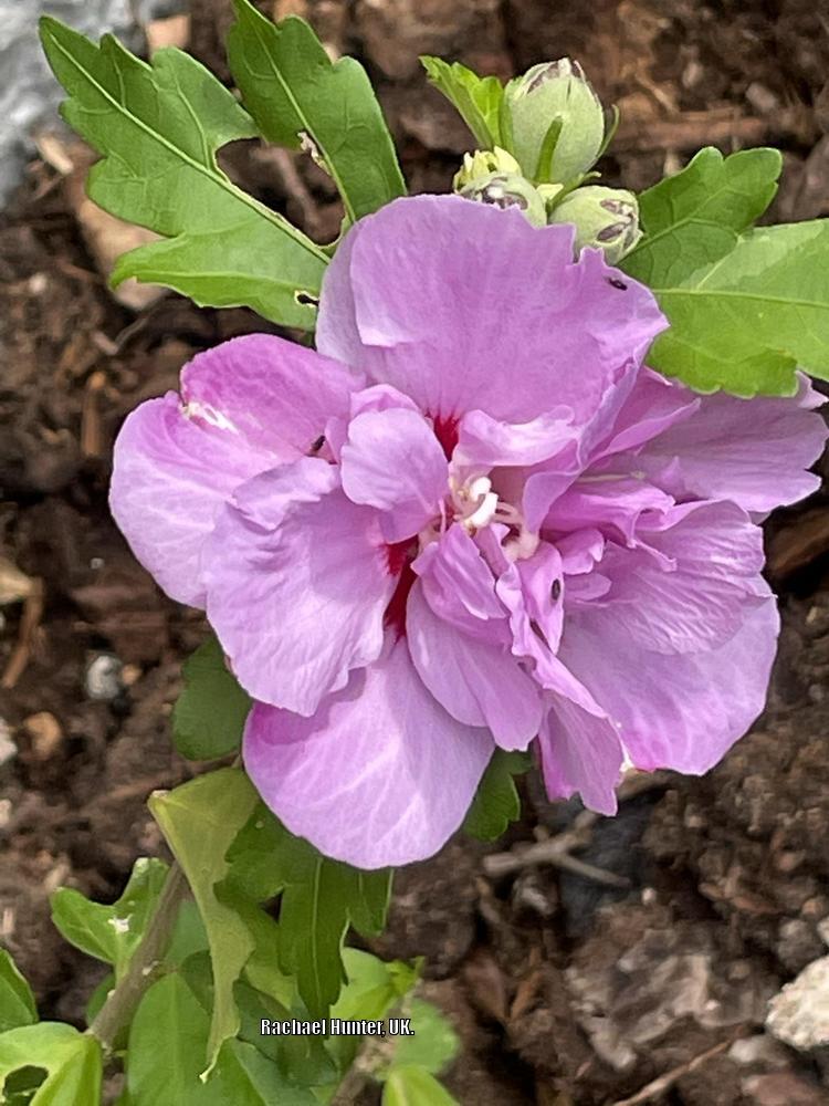 Photo of Rose of Sharon (Hibiscus syriacus 'Ardens') uploaded by RachaelHunter