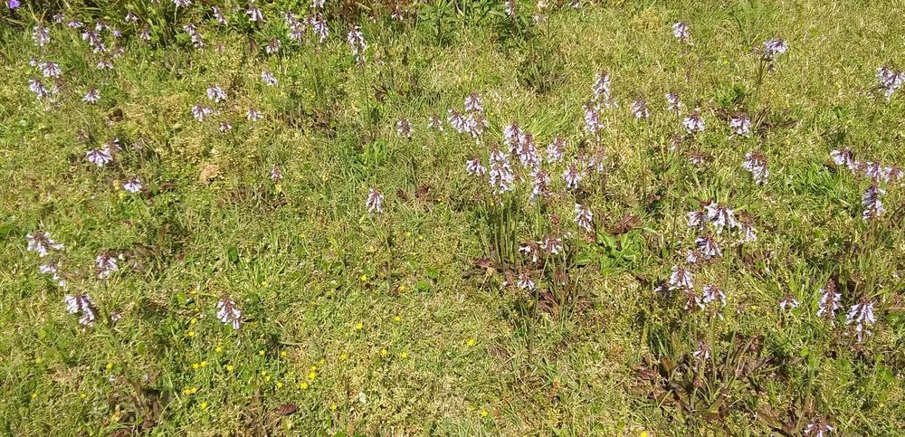 Photo of Lyreleaf Sage (Salvia lyrata) uploaded by purpleinopp