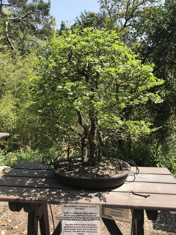 Photo of Texas Cedar Elm (Ulmus crassifolia) uploaded by sedumzz