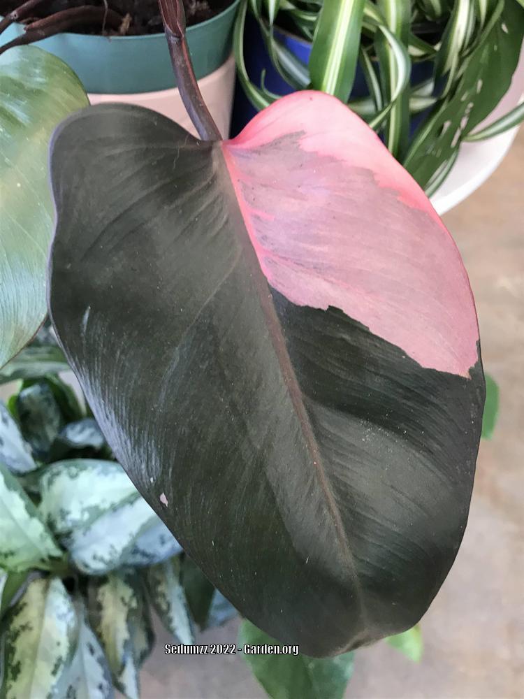 Photo of Blushing Philodendron (Philodendron erubescens 'Pink Princess') uploaded by sedumzz
