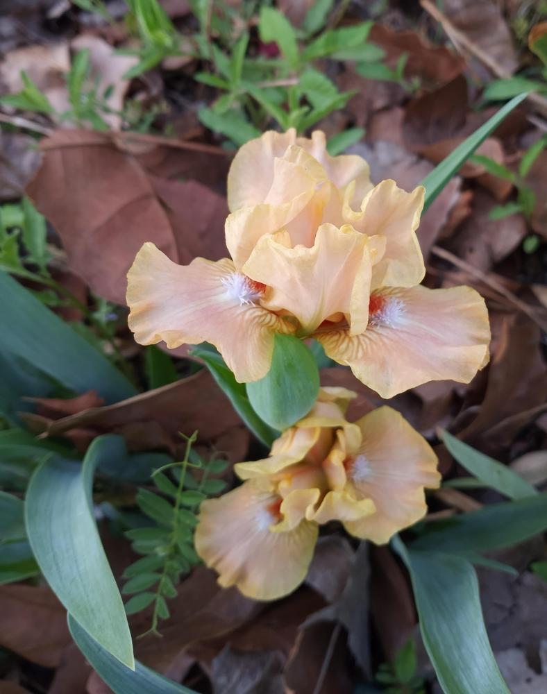 Photo of Standard Dwarf Bearded Iris (Iris 'Golden Apricot') uploaded by FAIRYROSE