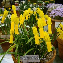 Location: Alpine Garden Society show, Hexham UK
Date: 2009-03-28