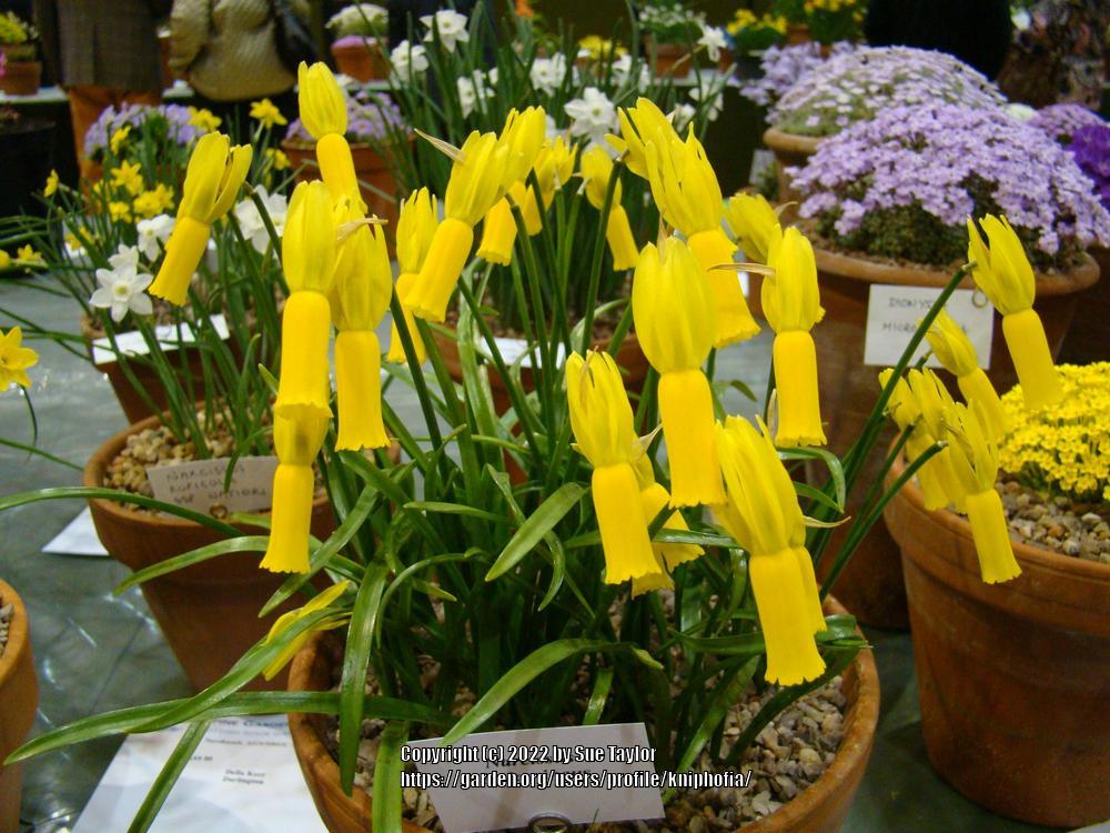 Photo of Cyclamen Daffodil (Narcissus cyclamineus) uploaded by kniphofia