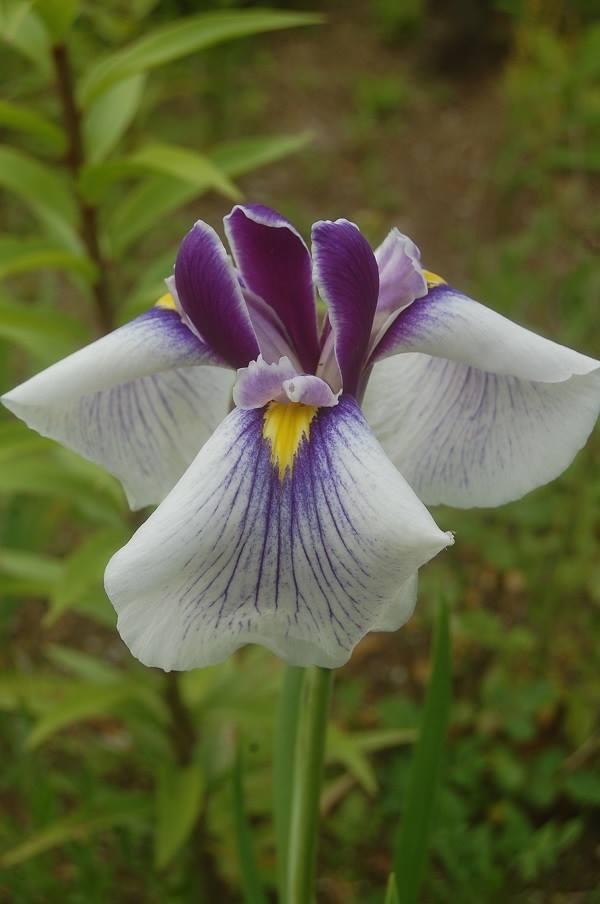 Photo of Japanese Iris (Iris ensata 'Thoroughbred') uploaded by pixie62560