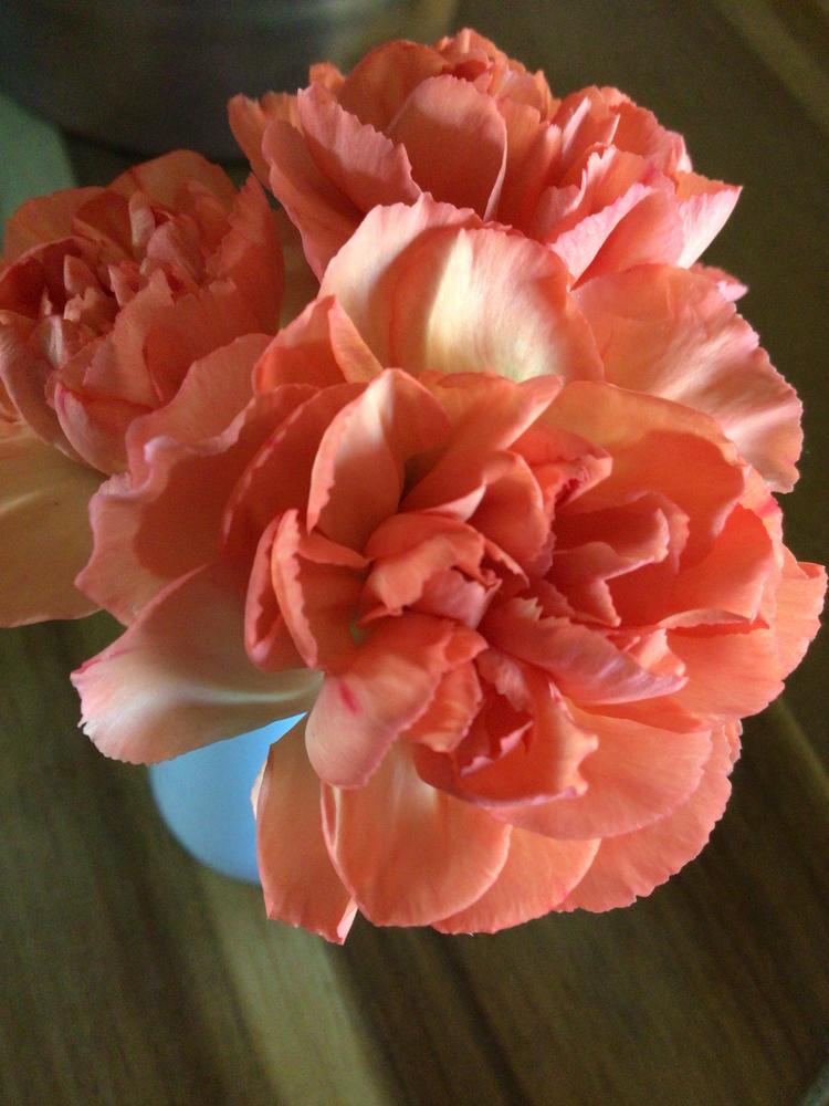 Photo of Dianthus uploaded by Fieldsof_flowers