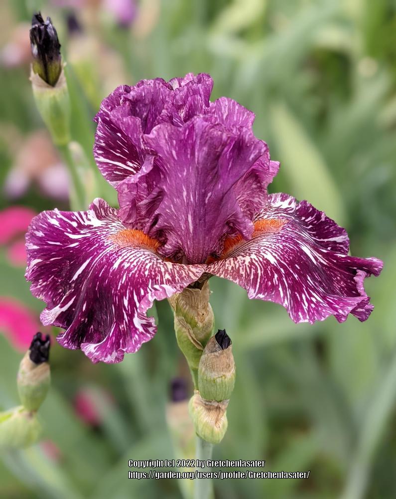 Photo of Tall Bearded Iris (Iris 'Peekaboo Zebu') uploaded by Gretchenlasater