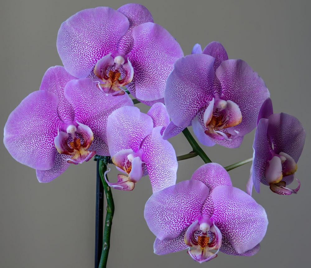 Photo of Moth Orchid (Phalaenopsis) uploaded by Murky
