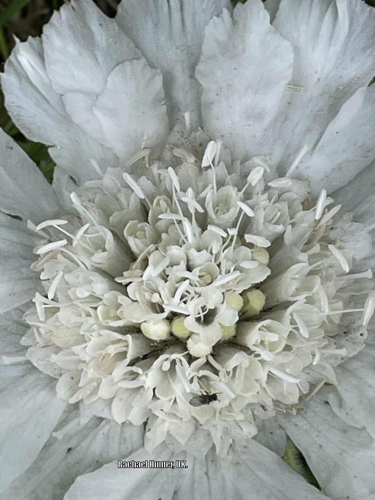 Photo of Pincushion Flower (Sixalix atropurpurea subsp. atropurpurea 'Snowmaiden') uploaded by RachaelHunter