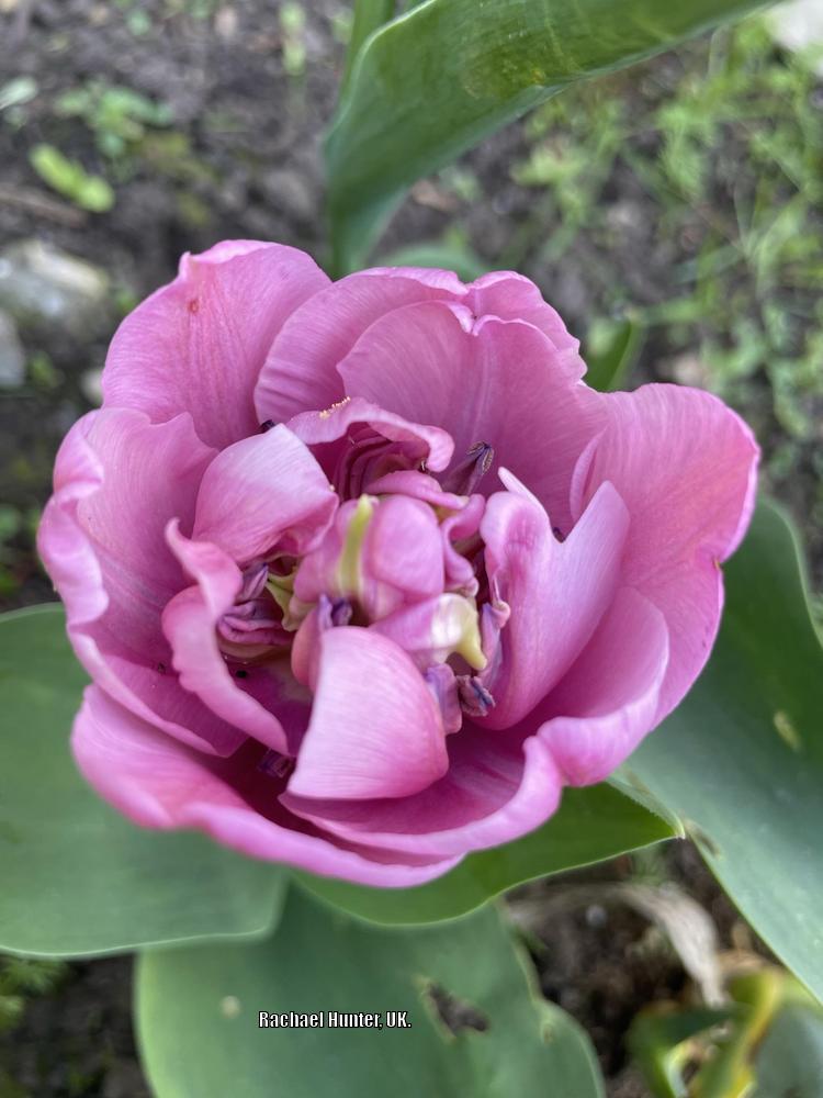 Photo of Double Late Tulip (Tulipa 'Blue Diamond') uploaded by RachaelHunter