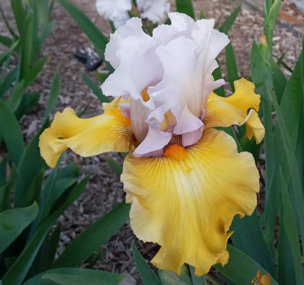 Photo of Tall Bearded Iris (Iris 'Stay Stylish') uploaded by ldenton9