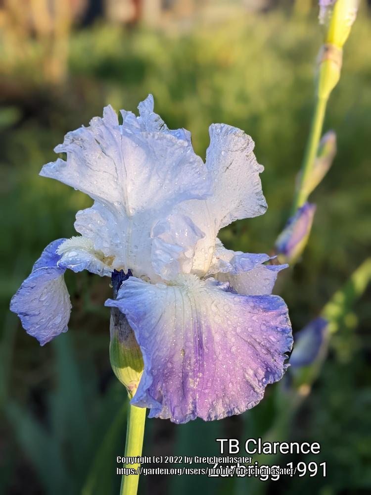 Photo of Tall Bearded Iris (Iris 'Clarence') uploaded by Gretchenlasater
