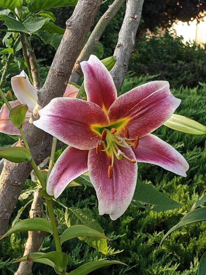 Photo of Lily (Lilium 'Beverly Ann') uploaded by Joy