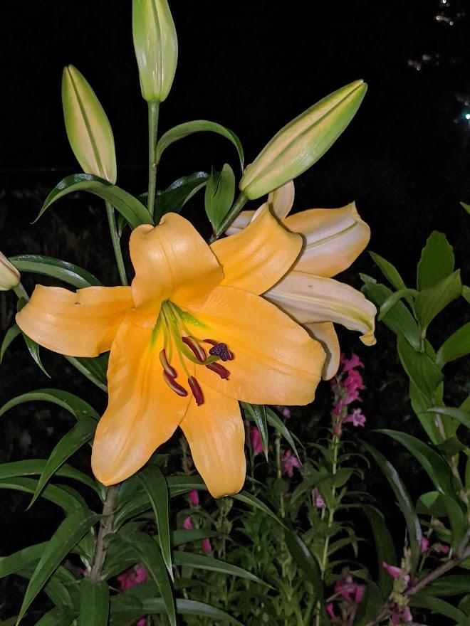 Photo of Lily (Lilium 'Corcovado') uploaded by Joy