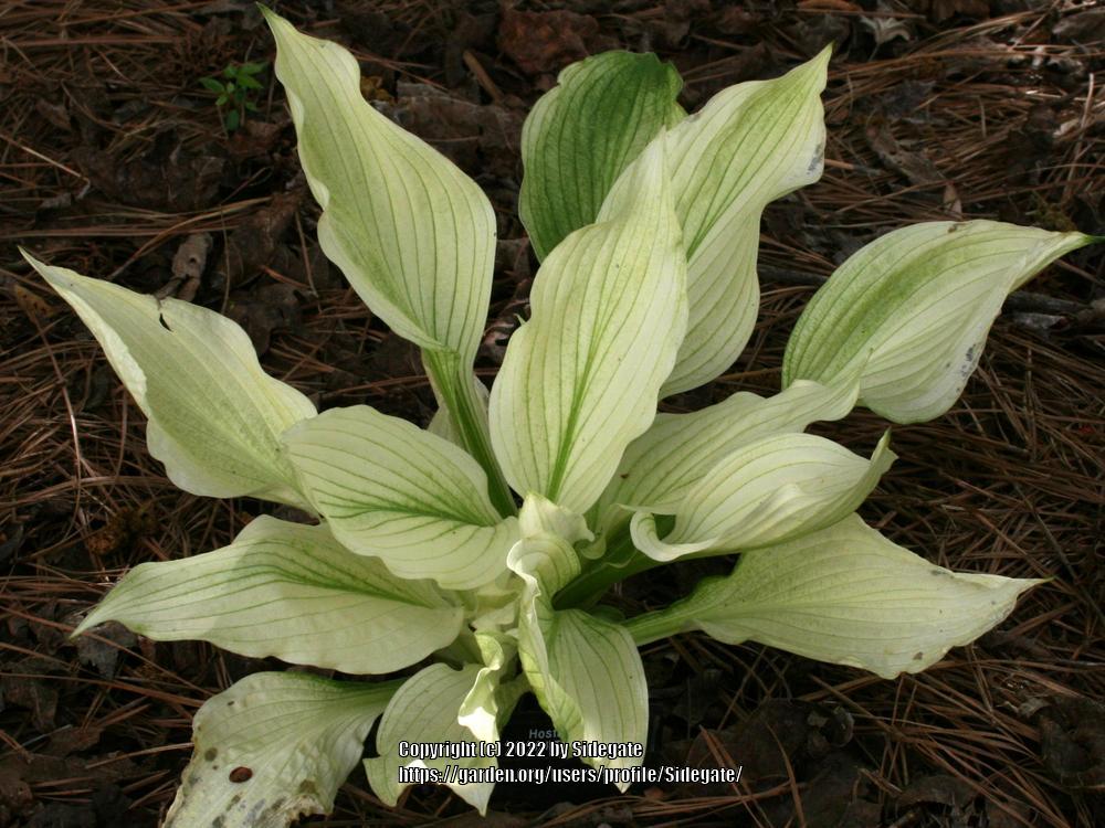 Photo of Hosta 'White Feather' uploaded by Sidegate