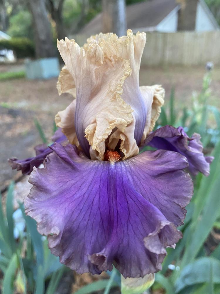 Photo of Tall Bearded Iris (Iris 'Air of Mystery') uploaded by aikenforflowers