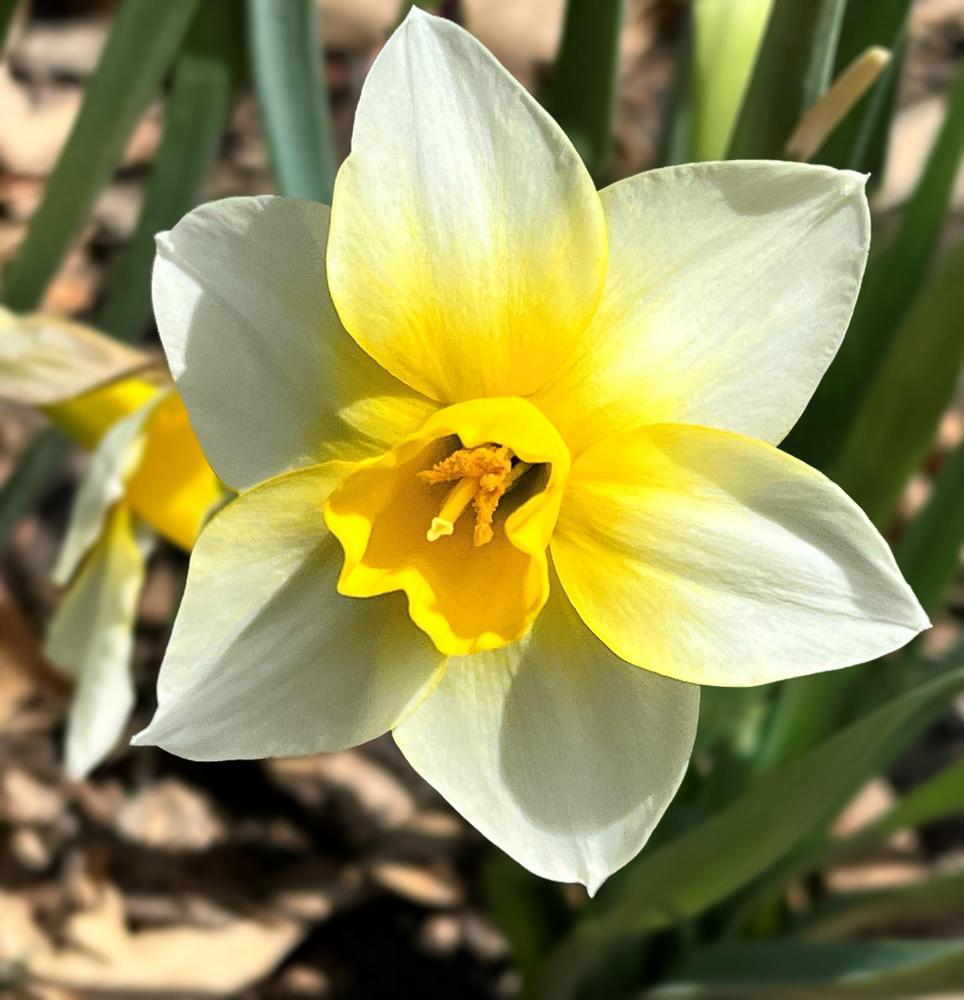 Photo of Jonquilla Daffodil (Narcissus 'Golden Echo') uploaded by lauriemorningglory