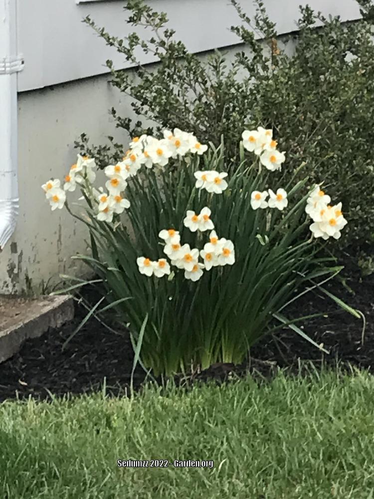 Photo of Tazetta Daffodil (Narcissus 'Cragford') uploaded by sedumzz