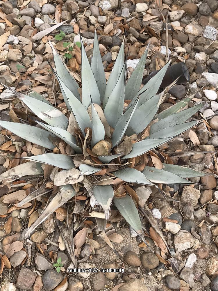 Photo of Parry's Agave (Agave parryi) uploaded by sedumzz
