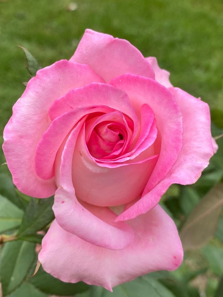 Photo of Rose (Rosa 'Louise Estes') uploaded by westsanders