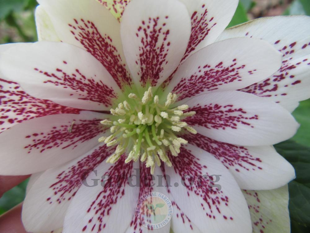 Photo of Hellebore (Helleborus Winter Jewels™ Painted Doubles) uploaded by Frillylily