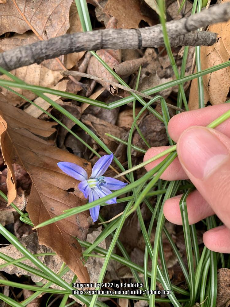 Photo of Siberian Squill (Scilla siberica) uploaded by JebobaTea