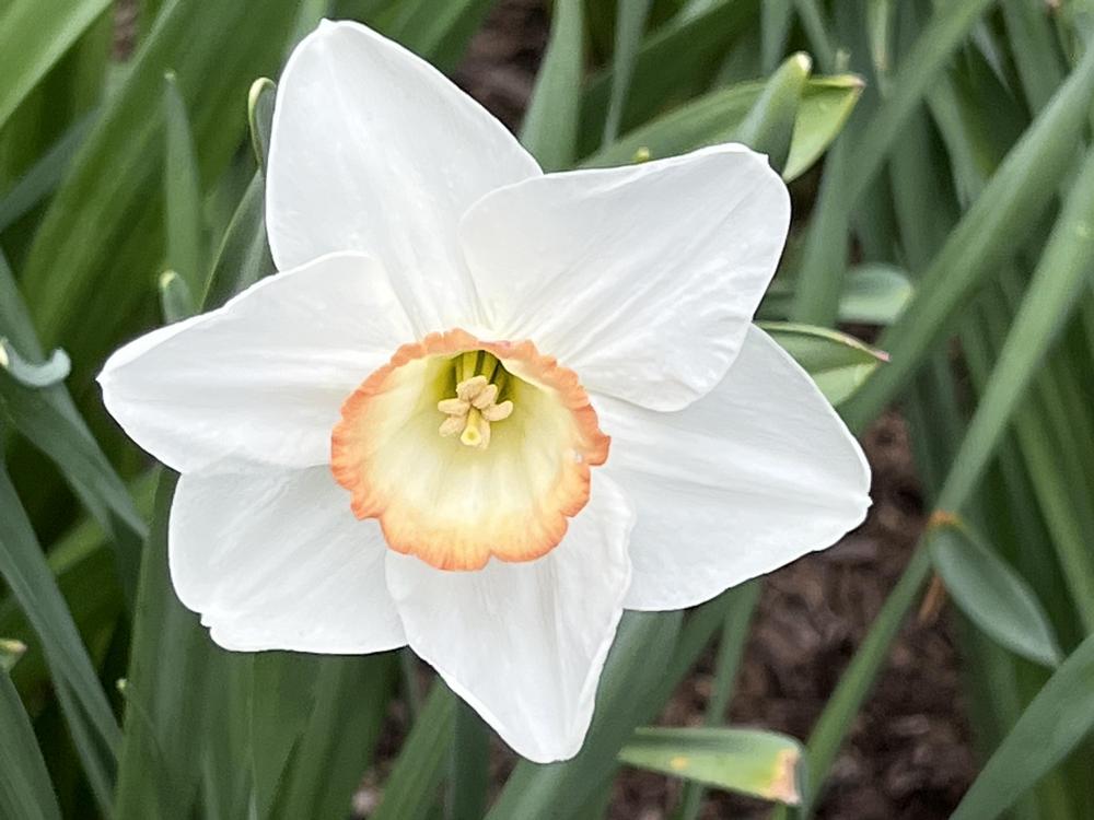Photo of Large-Cupped Daffodil (Narcissus 'High Society') uploaded by bxncbx