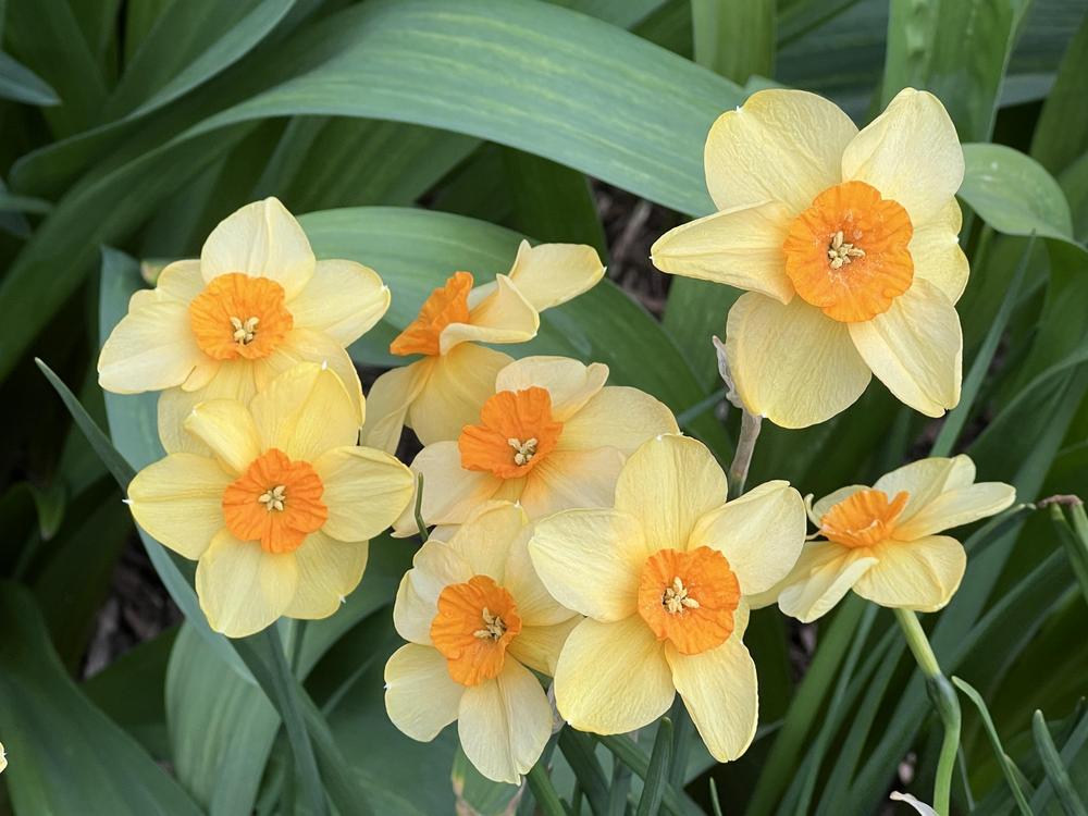 Photo of Jonquilla Daffodil (Narcissus 'Kedron') uploaded by bxncbx