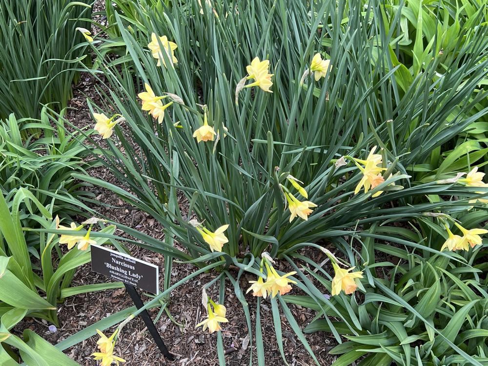 Photo of Jonquilla Narcissus (Narcissus 'Blushing Lady') uploaded by bxncbx