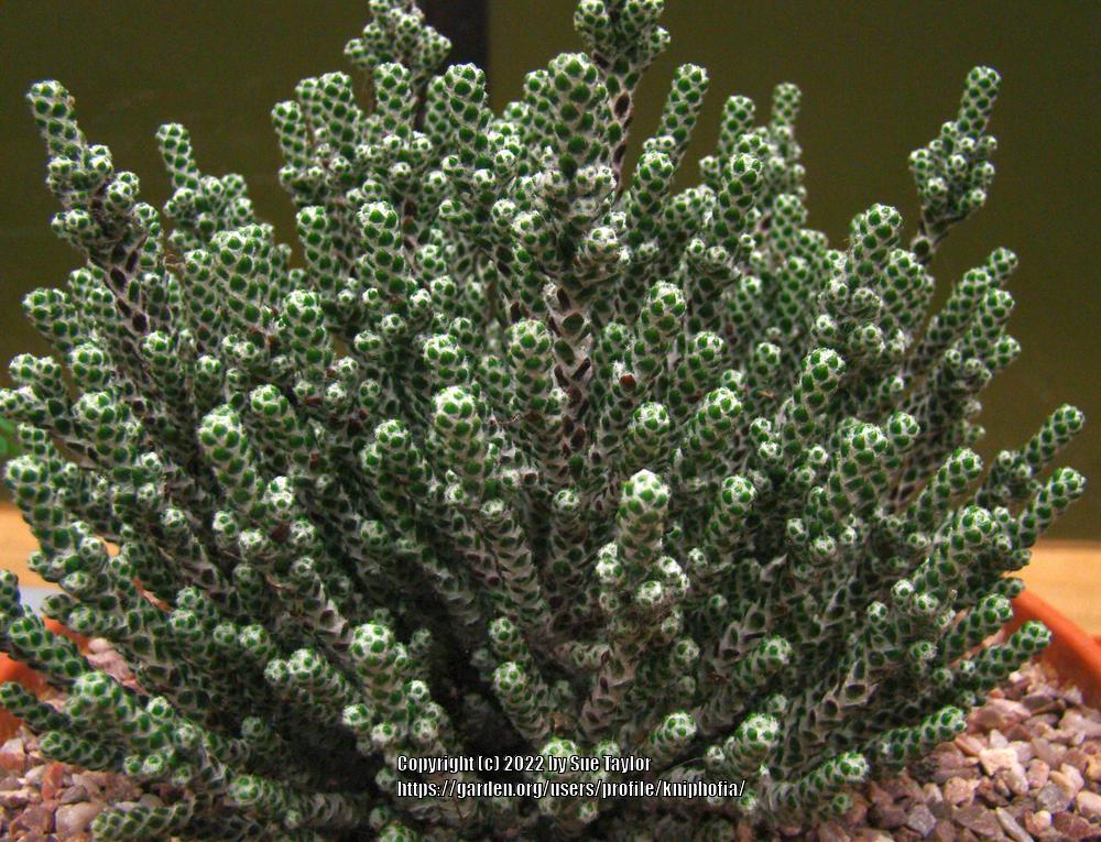 Photo of Ozothamnus (Ozothamnus coralloides) uploaded by kniphofia
