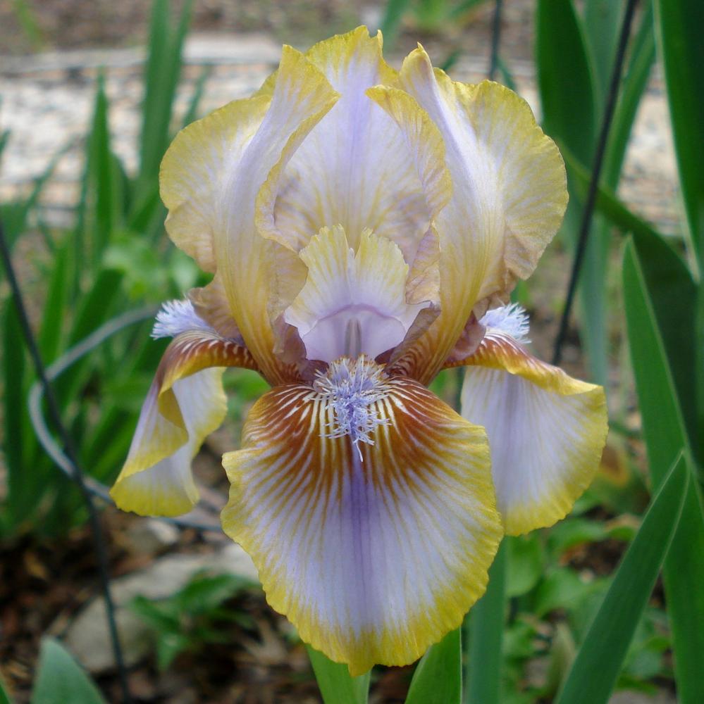 Photo of Arilbred Iris (Iris 'Childsong') uploaded by lovemyhouse