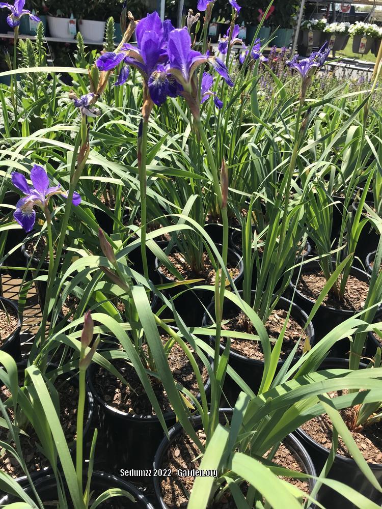 Photo of Siberian Iris (Iris 'Caesar's Brother') uploaded by sedumzz